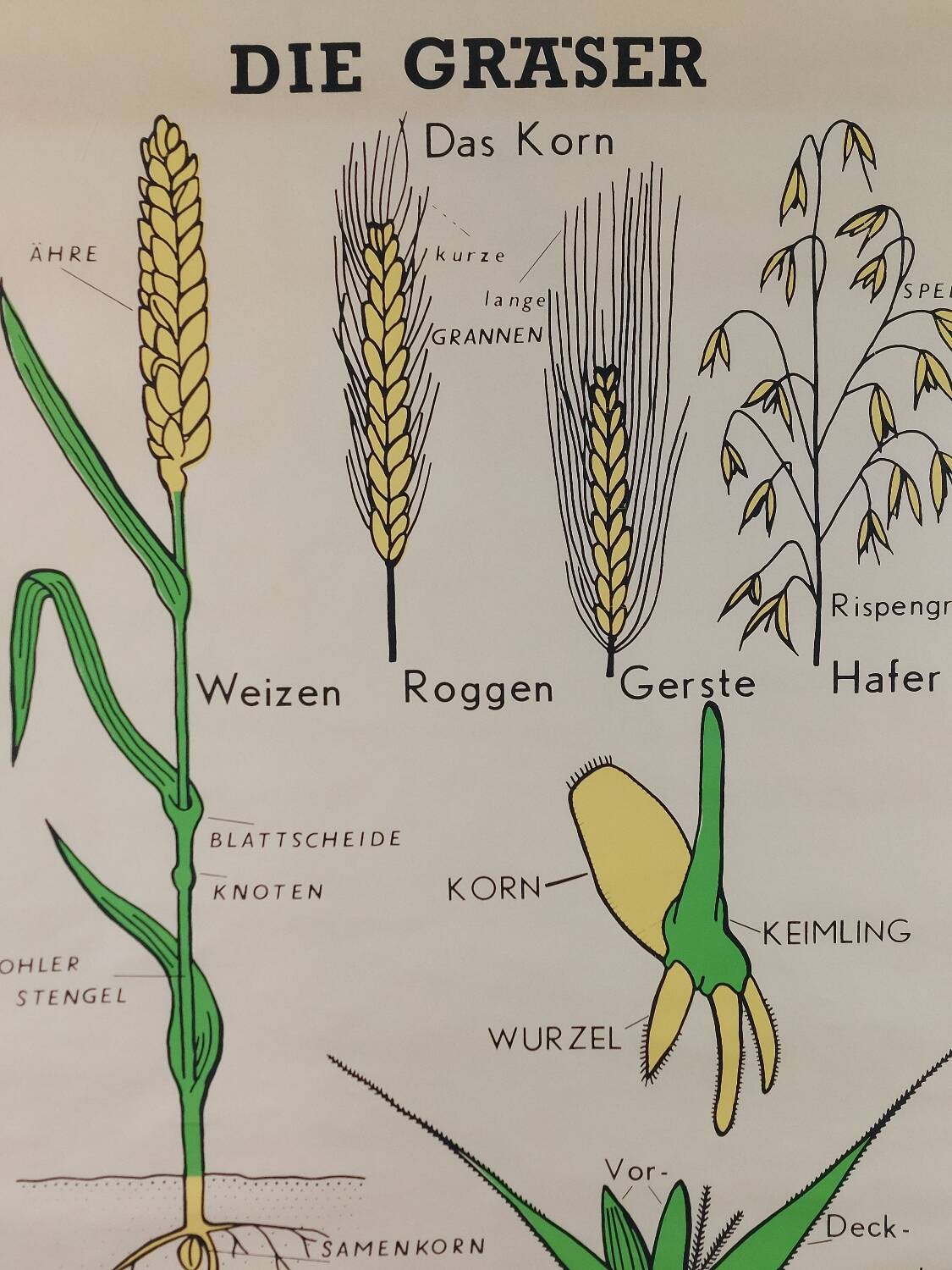 Vintage educational wall hanging roll chart biology plants botanic