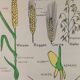 Vintage educational wall hanging roll chart biology plants botanic