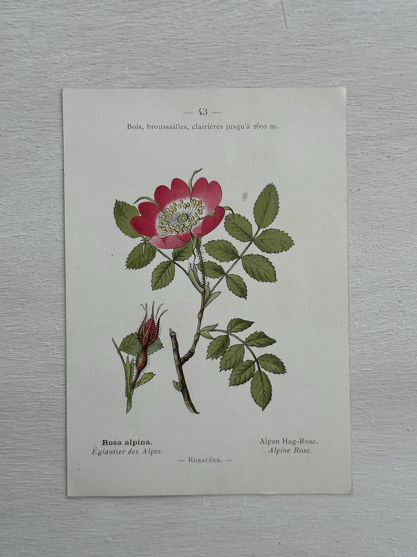 Botanical Plate 1800 Old naturalist engraving 19th century double-sided