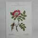 Botanical Plate 1800 Old naturalist engraving 19th century double-sided