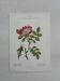 Botanical Plate 1800 Old naturalist engraving 19th century double-sided