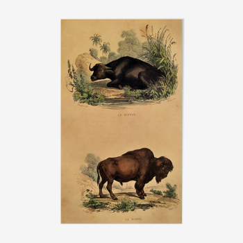 Planche zoologique "Buffle & Bison" Buffon 1838