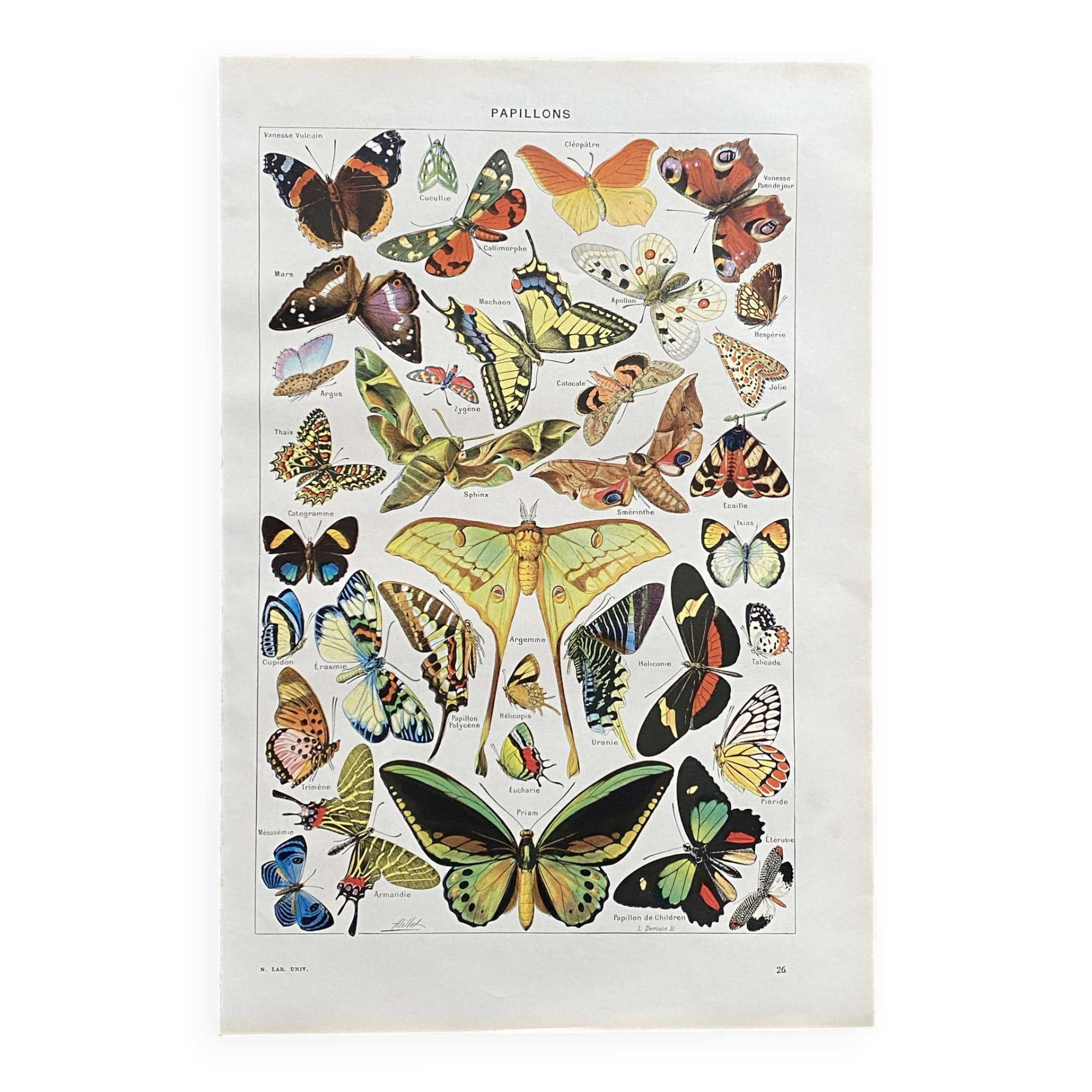 Old Millot illustration "butterflies"