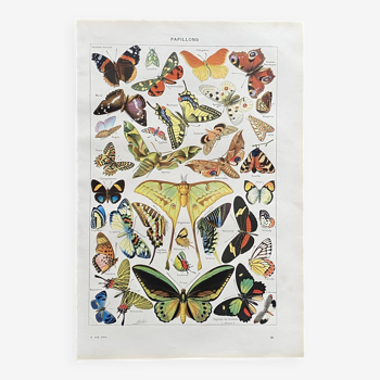 Old Millot illustration "butterflies"