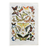 Old Millot illustration "butterflies"