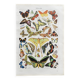 Illustration ancienne Millot "papillons"