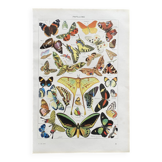 Old Millot illustration "butterflies"