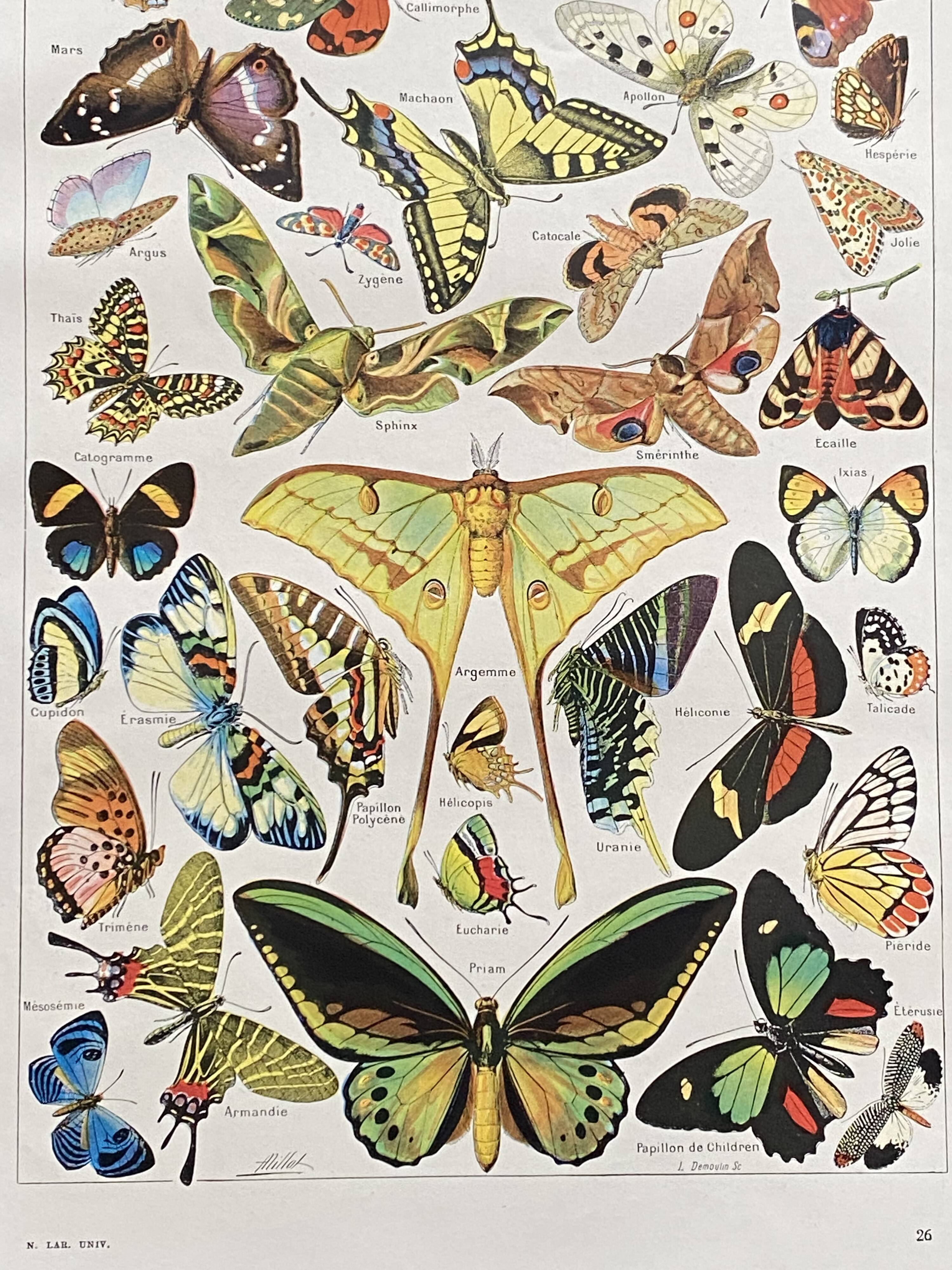Old Millot illustration "butterflies"