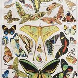 Old Millot illustration "butterflies"