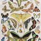 Illustration ancienne Millot "papillons"