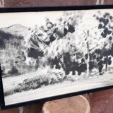 Charcoal on paper by Granados Llimona