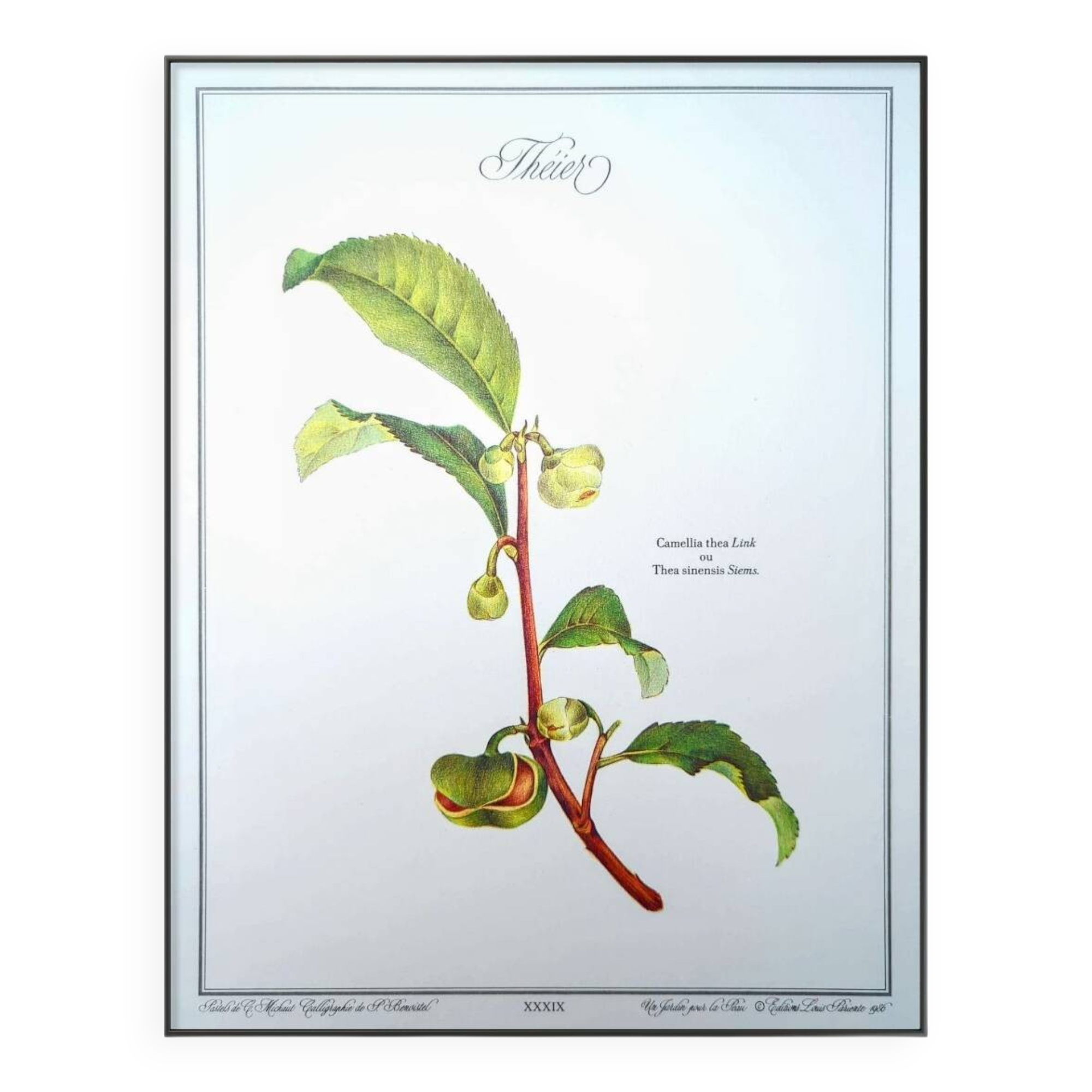 Printed in 1986, The Tea Planter. Original Vintage and Authentic.