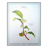 Printed in 1986, The Tea Planter. Original Vintage and Authentic.