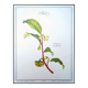 Printed in 1986, The Tea Planter. Original Vintage and Authentic.