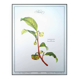 Printed in 1986, The Tea Planter. Original Vintage and Authentic.
