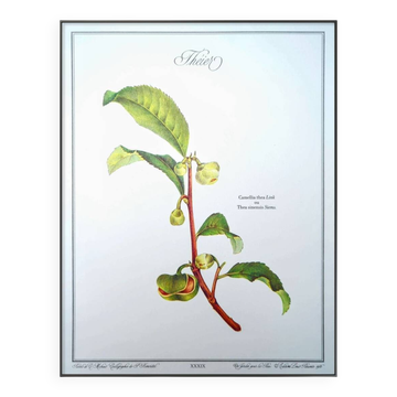 Printed in 1986, The Tea Planter. Original Vintage and Authentic.