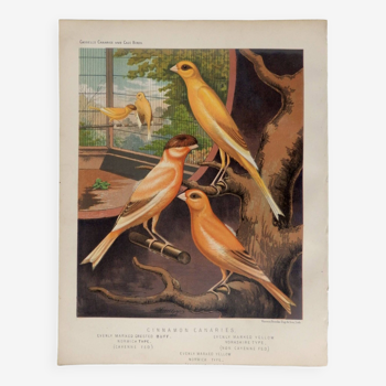 Old lithograph of CANARIS birds from 1880