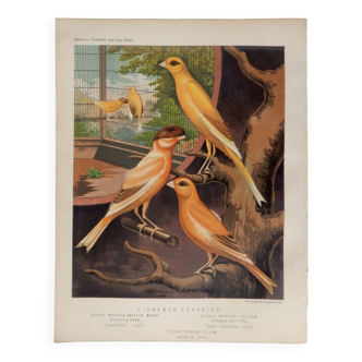 Lithographie ancienne oiseaux CANARIS de 1880
