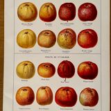 Lithographie sur les pommes à cidre de 1921