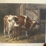 English colored engraving