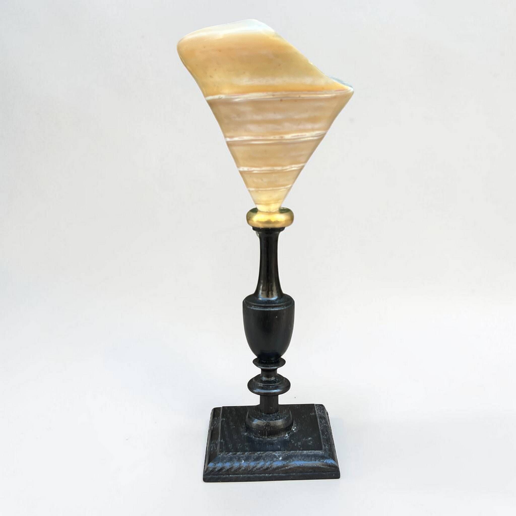 Ancient Troca Trochus shell in mother-of-pearl on a wooden base curiosities