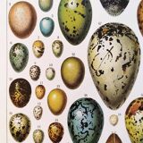 Egg poster, based on a 1928 lithograph