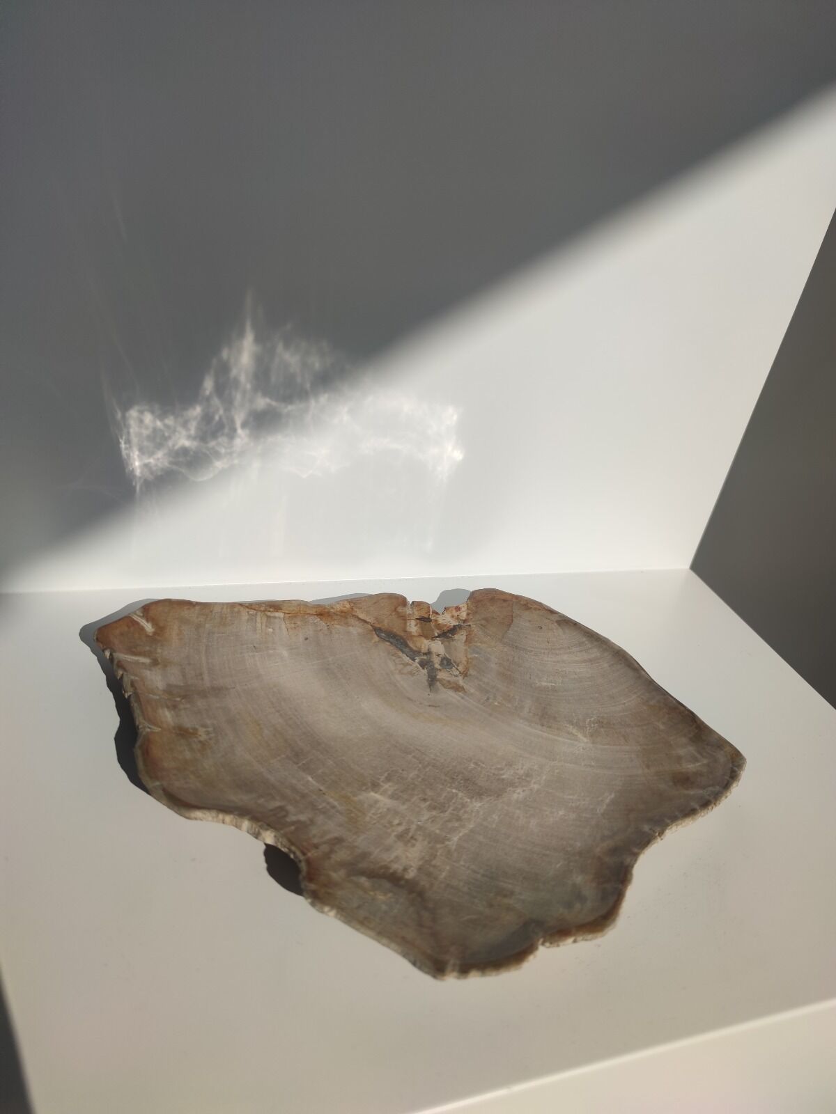 Large empty pocket or flat petrified wood - 30cm