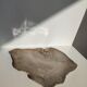Large empty pocket or flat petrified wood - 30cm