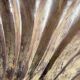 Immense wooden plate 1900 shell with golden patina