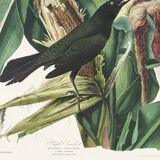 Poster about the Bronze Grackle, after an old engraving from 1827.