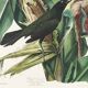 Poster about the Bronze Grackle, after an old engraving from 1827.