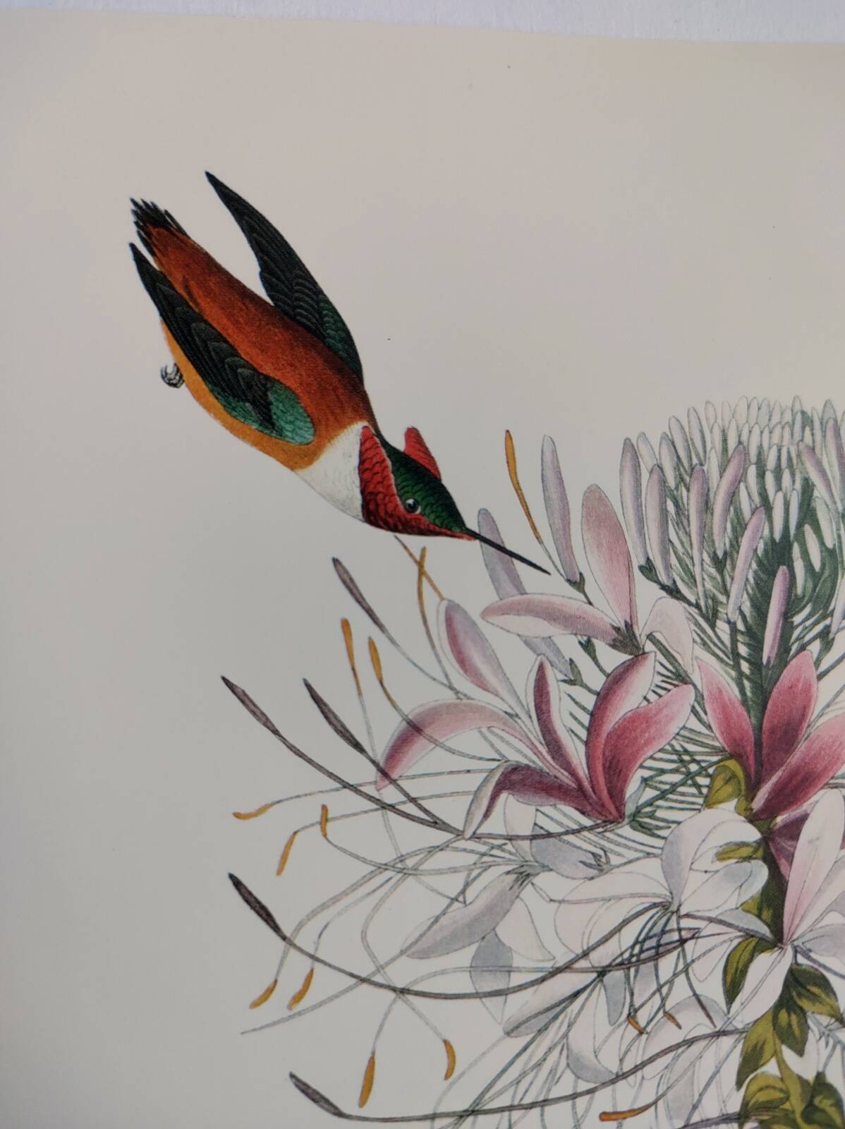 Bird board by JJ Audubon - Rufous Hummingbird - from 1978. Zoological and ornithological illustration