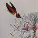 Bird board by JJ Audubon - Rufous Hummingbird - from 1978. Zoological and ornithological illustration
