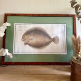 Old lithograph Morubel, the turbot