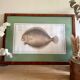 Ancienne lithographie Morubel, le turbot