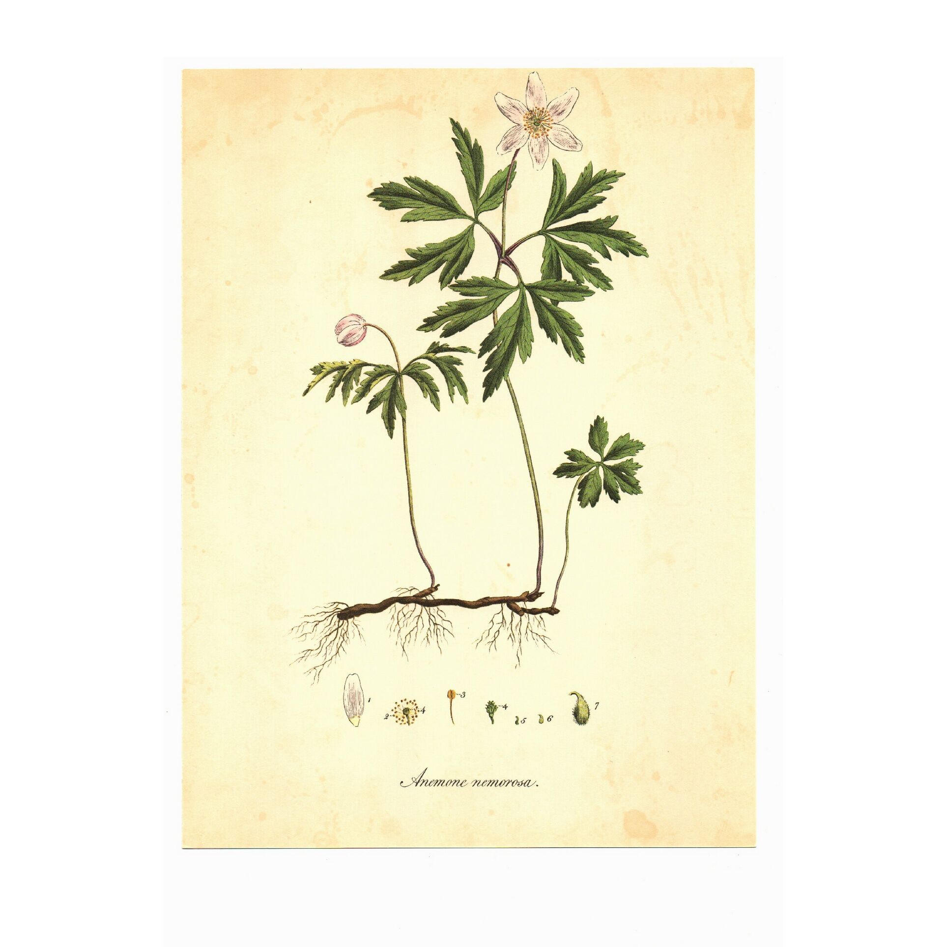 Illustration ancienne 1959 - Anémone des bois. Planche de fleurs naturel