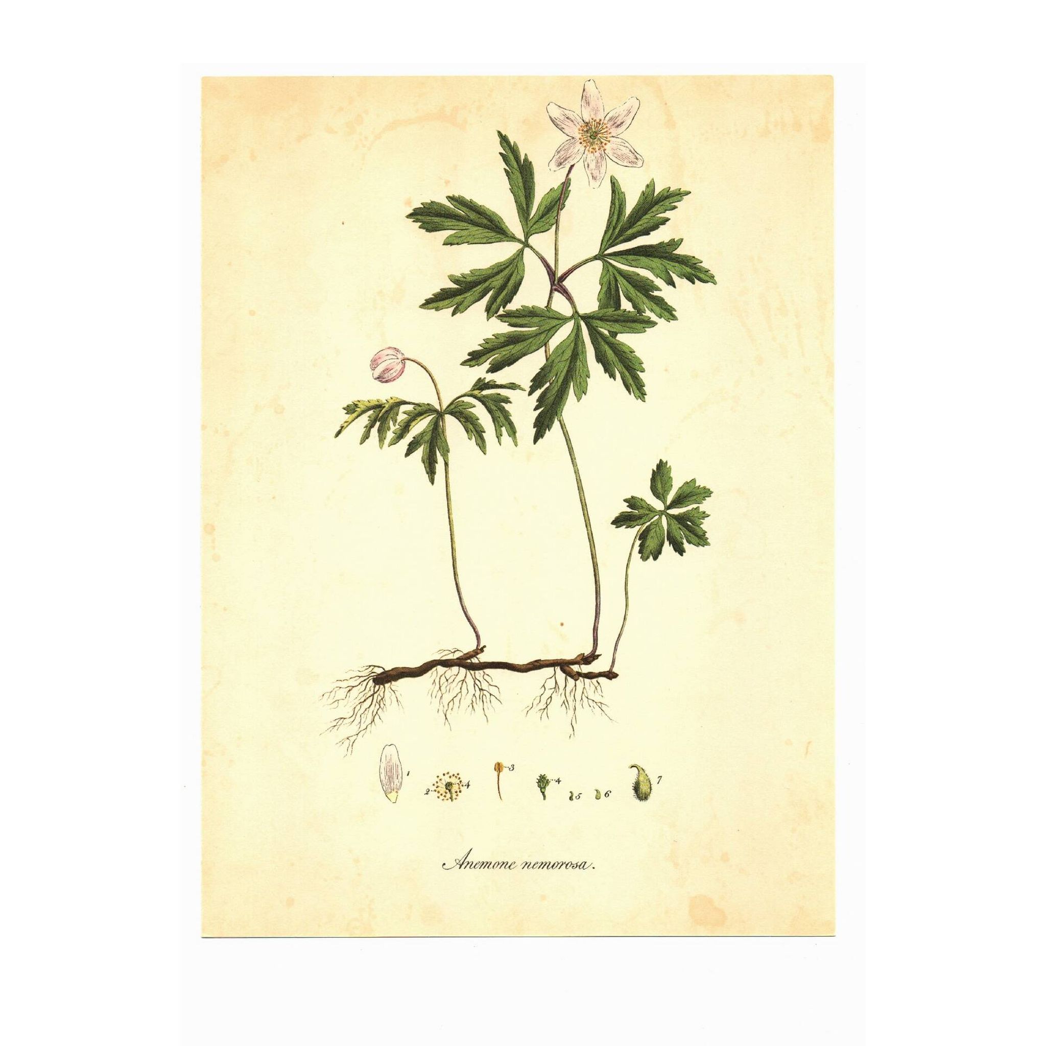 Old illustration 1959 - Wood anemone. Natural flower plate.