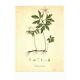 Illustration ancienne 1959 - Anémone des bois. Planche de fleurs naturel