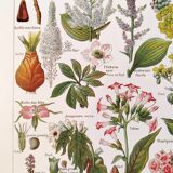 Poster about dangerous plants "poppy", based on a 1920 lithograph