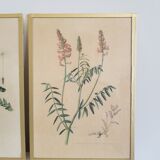 Lot de 3 planches botaniques
