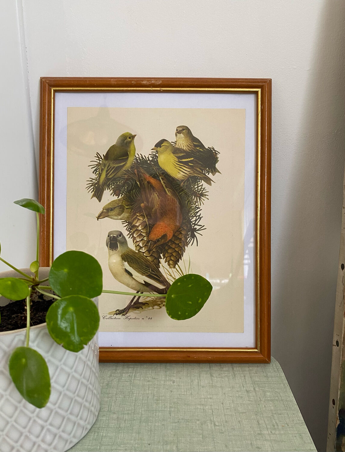 Ornithological plate Hepatior 44