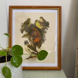 Ornithological plate Hepatior 44