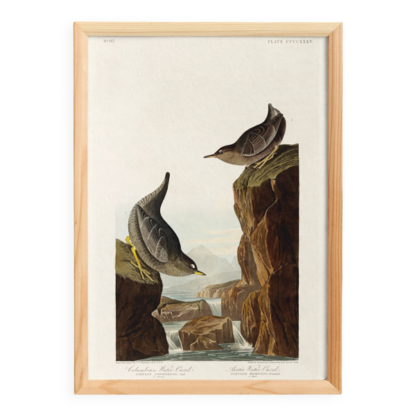 Affiche sur le Cincle plongeur, d’après une gravure ancienne de 1827.