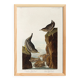 Affiche sur le Cincle plongeur, d’après une gravure ancienne de 1827.