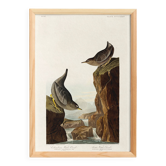 Affiche sur le Cincle plongeur, d’après une gravure ancienne de 1827.