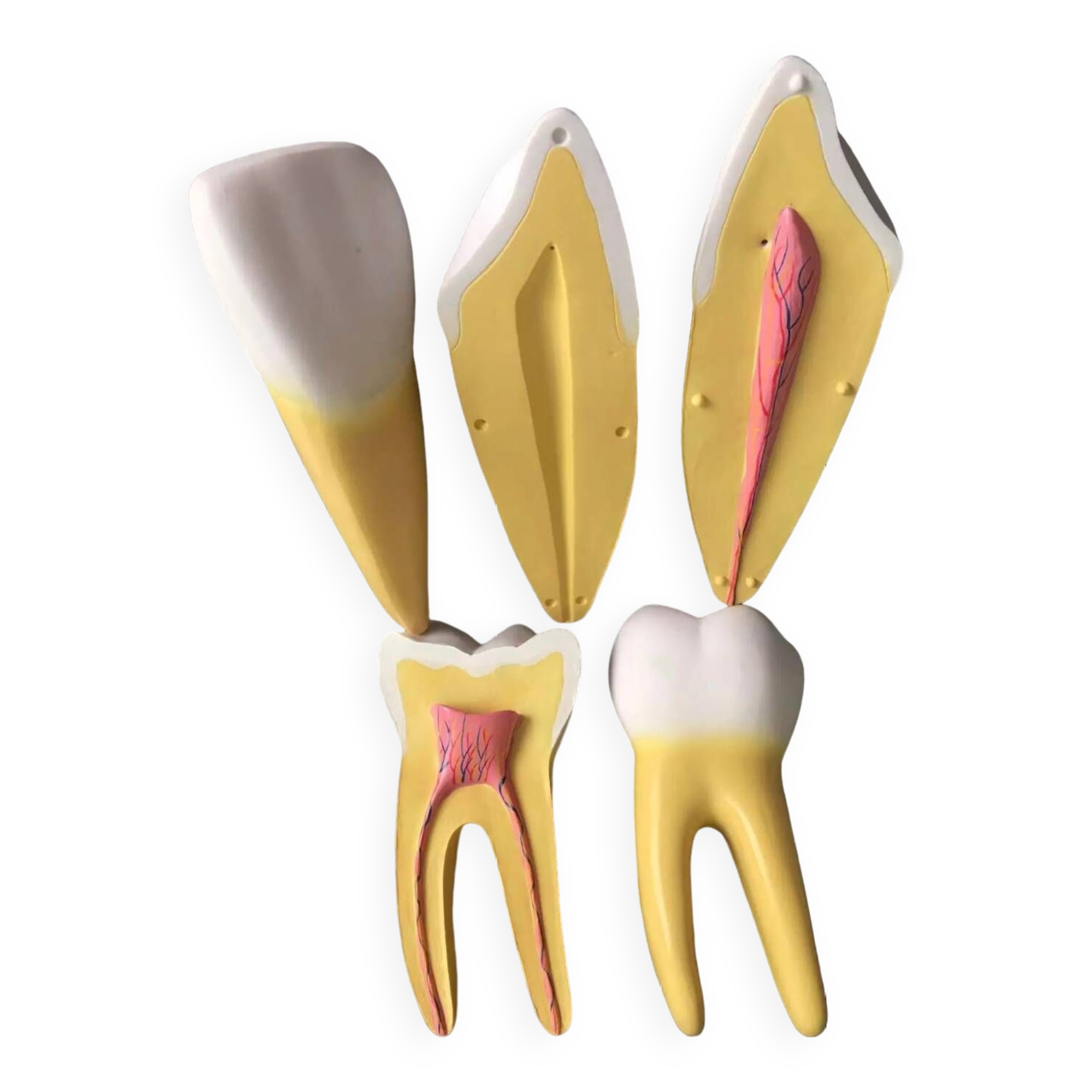Large size dental model 3 teeth