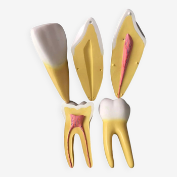 Modèle dentaire grand taille 3 dents