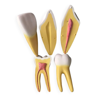 Modèle dentaire grand taille 3 dents