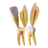 Large size dental model 3 teeth