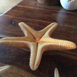 Lot of four authentic starfish